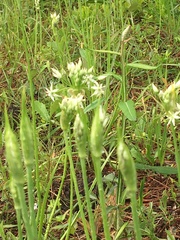 Allium cuthbertii