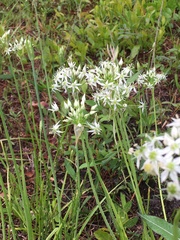 Allium cuthbertii