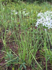 Allium cuthbertii