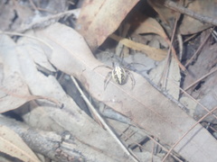 Neoscona theisi