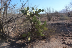 Opuntia tapona