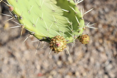 Opuntia tapona