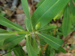 Daphne pseudomezereum