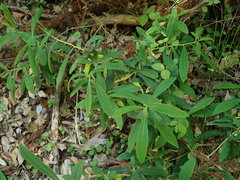 Daphne pseudomezereum