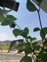 Capsicum chinense