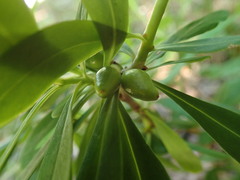 Daphne pseudomezereum