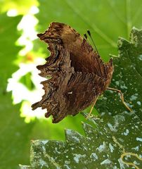 Polygonia egea