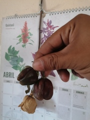 Capsicum chinense