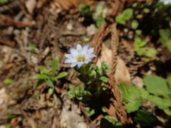 Gentiana squarrosa