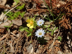 Gentiana squarrosa