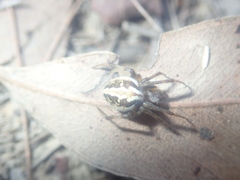Neoscona theisi