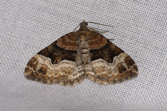 Xanthorhoe biriviata