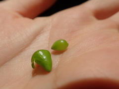 Daphne pseudomezereum