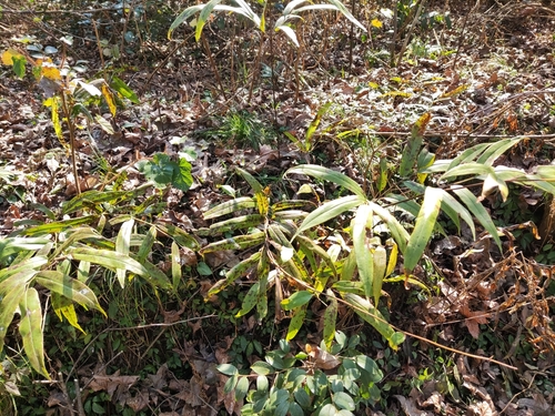 Coniogramme japonica iNat (1)