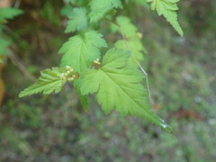 Neillia incisa