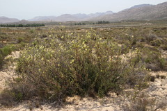 Leucadendron nitidum