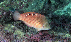 Pseudolabrus luculentus