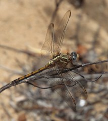 Orthetrum machadoi