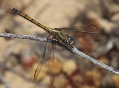 Orthetrum machadoi
