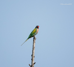 Psittacula alexandri fasciata