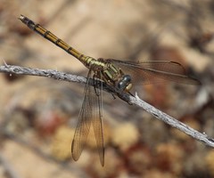 Orthetrum machadoi