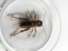 Tarbinskiellus portentosus