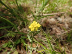 Pseudognaphalium affine