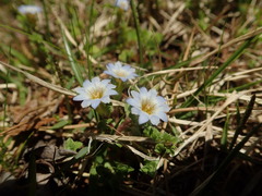 Gentiana squarrosa