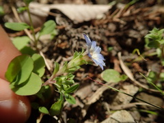 Gentiana squarrosa