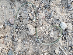 Calochortus kennedyi