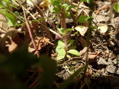 Gentiana squarrosa