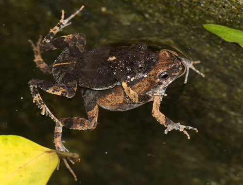Túngara Frog