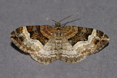 Xanthorhoe biriviata