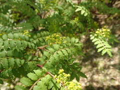 Zanthoxylum piperitum