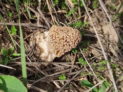 Morchella steppicola