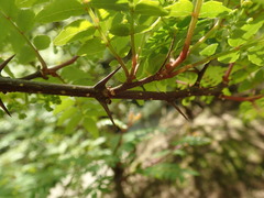 Zanthoxylum piperitum