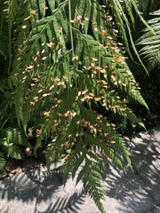 Woodwardia orientalis