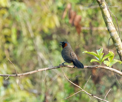 Pterorhinus ruficollis