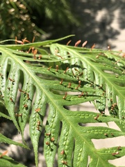 Woodwardia orientalis