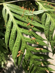 Woodwardia orientalis