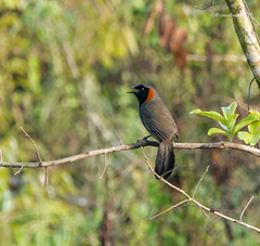 Pterorhinus ruficollis
