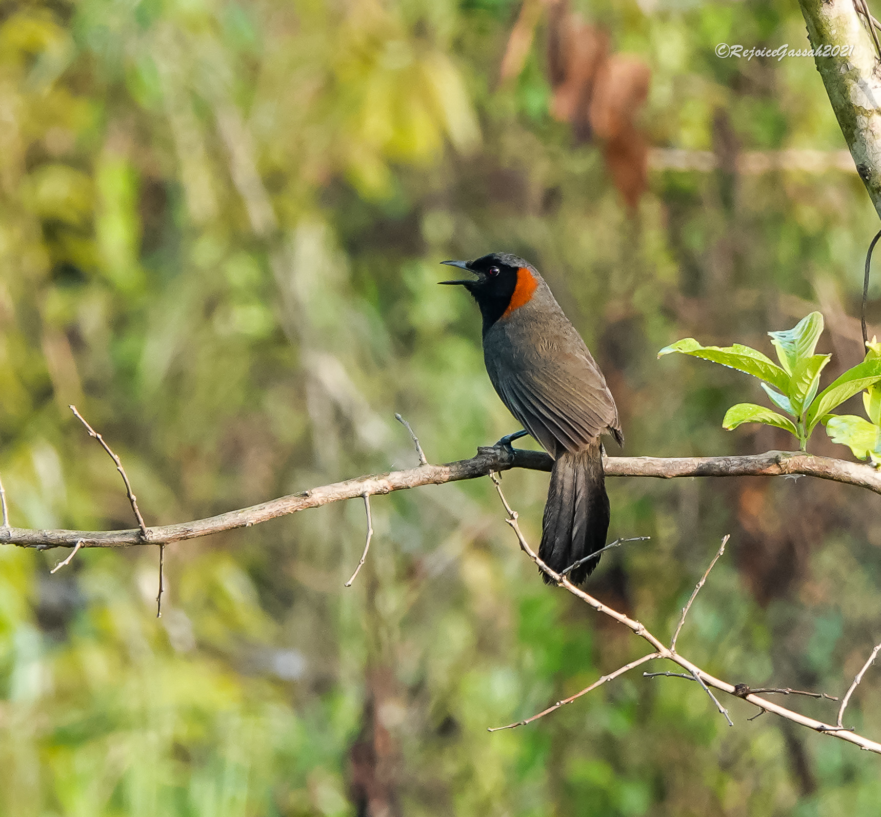 Rufous-necked Laughingthrush illustration