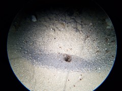 Myrmecocystus
