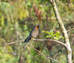 Pterorhinus ruficollis