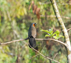 Pterorhinus ruficollis