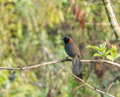 Pterorhinus ruficollis