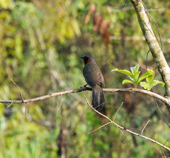 Pterorhinus ruficollis