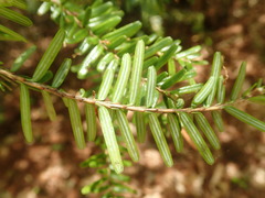 Tsuga sieboldii