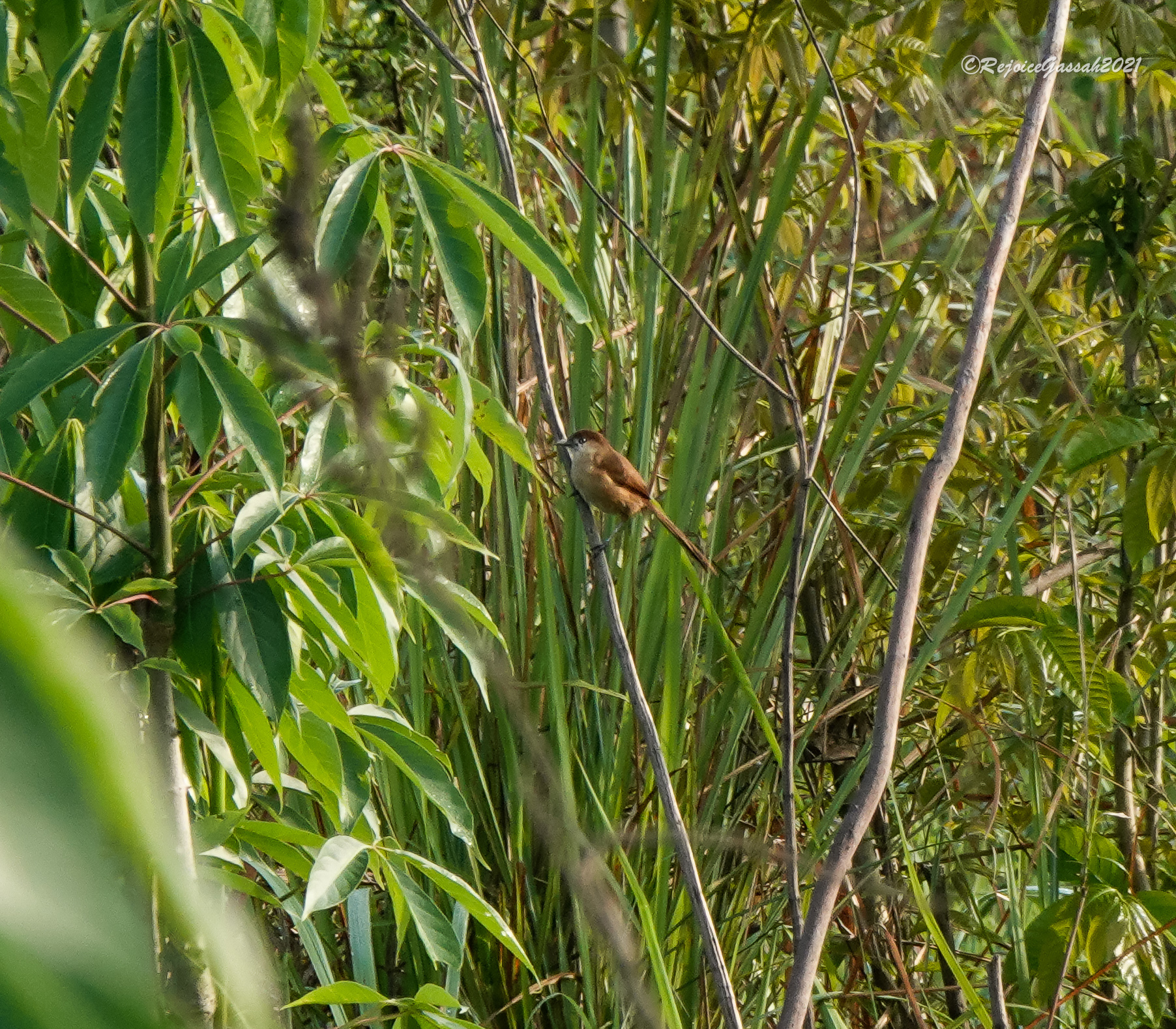 Slender-billed Babbler (Argya longirostris), photo 1