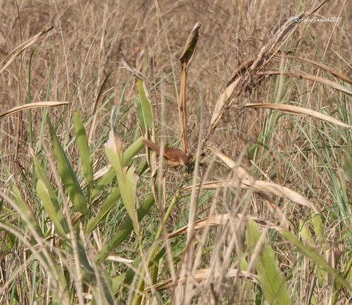 Slender-billed Babbler (Argya longirostris), photo 2